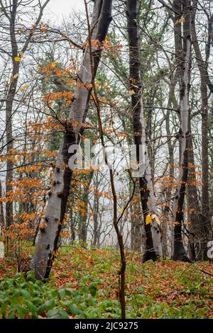 Fruška gora National Park near Novi Sad through the fog, in the winter. Stock Photo