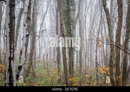 Fruška gora National Park near Novi Sad through the fog, in the winter. Stock Photo
