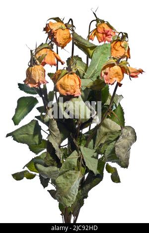 Bouquet of seven dried roses Stock Photo
