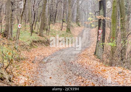 Fruška gora National Park near Novi Sad through the fog, in the winter. Stock Photo