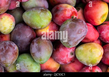 Mangifera indica - fruit mango Stock Photo