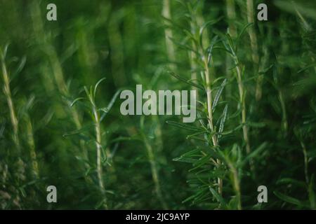 Rosemary Growing in the Garden Stock Photo