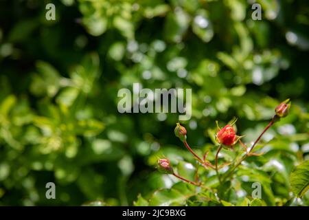 Rose buds with vegetation blurred behins Stock Photo