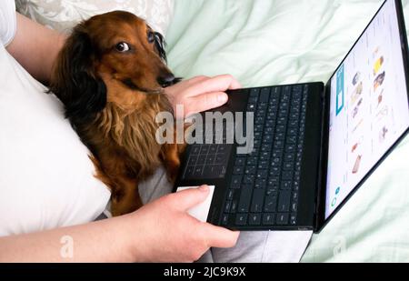 Funny dog long-haired dachshund sits with the owner with a laptop on the bed and looks suspiciously at someone. Like Yikes monkey meme. Stock Photo