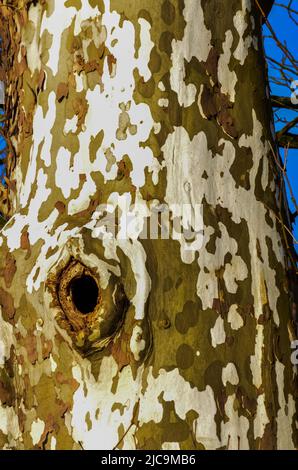 Sycamore tree, Plane tree background. The trunk of a thick tree, from which the old bark falls off. Ohio USA Stock Photo
