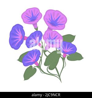 Morning glories, colorful flowers with steam and leaves Stock Vector