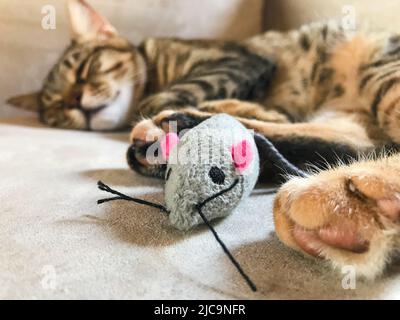 Cat sleeping with a pet toy. Fake cloth mouse and a domestic cat at home on the sofa. Stock Photo