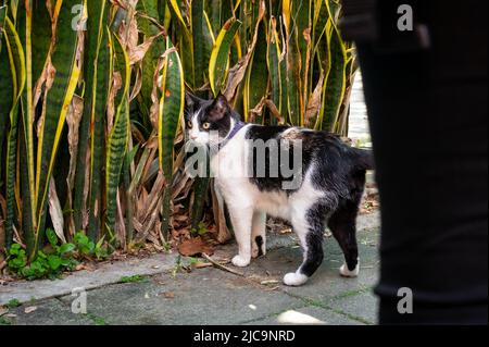 Black and White Cat Walks in the Park and Explores a Little for the Plants Stock Photo