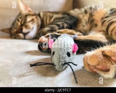 Cat sleeping with a pet toy. Fake cloth mouse and a domestic cat at home on the sofa. Stock Photo