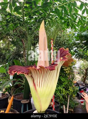 Amorphophallus titanum or Corpse flower in bloom at the Meise Botanical Garden, Brussels, Belgium Stock Photo
