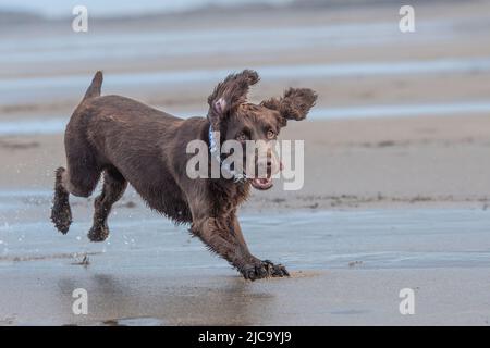 working cocker spaniel dog, running on the beach Stock Photo