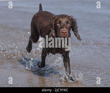 working cocker spaniel running on the beach Stock Photo