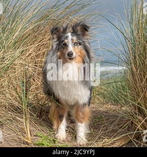 Shetland Sheepdog Stock Photo