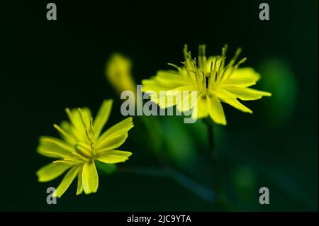 Wiesenblumen Stock Photo
