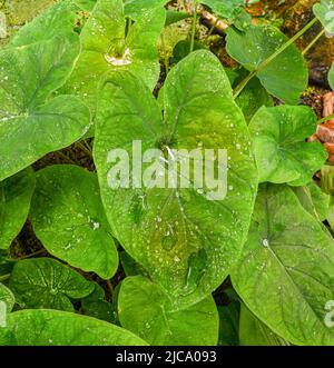 The lotus effect at Taro, coco yam, or Eddoe (Colocasia esculenta) leaves. The rainwater rolls off. Stock Photo