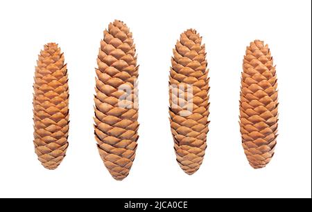 fir cone path isolated on white Stock Photo