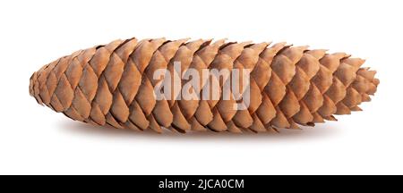 fir cone path isolated on white Stock Photo