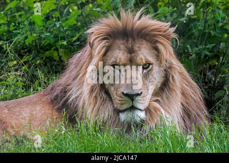 Barbary lion / North African lion / Berber lion / Atlas lion / Egyptian lion (Panthera leo leo) fierce looking male in zoo, extinct in the wild Stock Photo