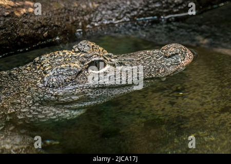 Chinese alligator / Yangtze alligator / China alligator (Alligator sinensis / Caigator sinensis) resting in pond, crocodilian endemic to China Stock Photo