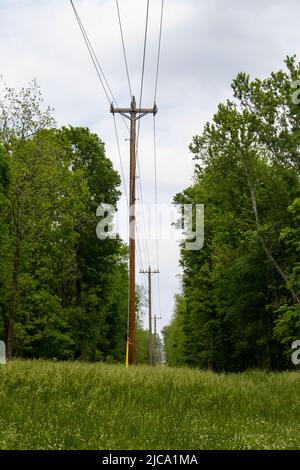 Cut in forest with tall electric poles and line to running through - tall grass and wild flowers in foreground Stock Photo