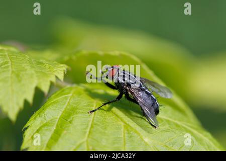 A blowfly sits on a tree leave