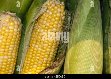 Fresh corn on the cob partly in the husk  with silks stacked vertically with other completely husked corn Stock Photo