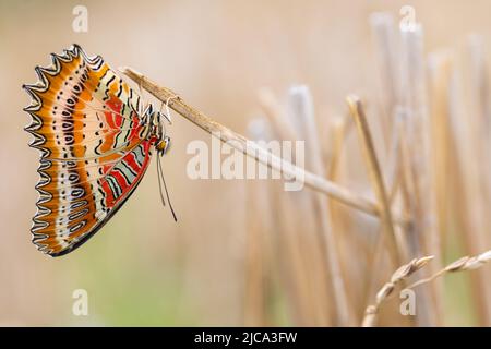 Tropical butterfly cethosia biblis hanging on a dry blade grass, Thailand Stock Photo