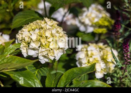 Hydrangea macrophylla ‘Wudu’ Stock Photo