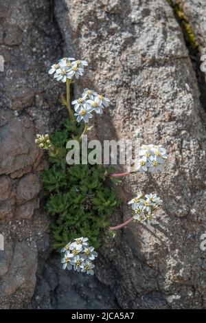 Musk Milfoil (Achillea erba-rotta subsp. moschata) Stock Photo