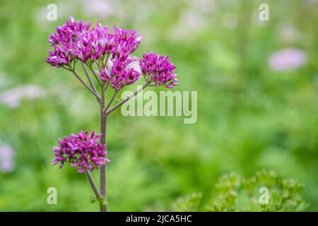 Hedge-leaved adenostyle (Adenostyles alliariae) is herbaceous perennial flowering plant in the daisy family Asteraceae. Stock Photo