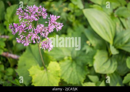 Hedge-leaved adenostyle (Adenostyles alliariae) is herbaceous perennial flowering plant in the daisy family Asteraceae. Stock Photo