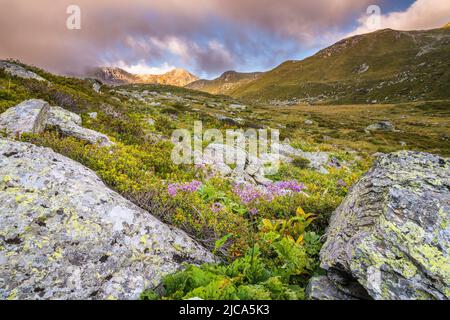 Hedge-leaved adenostyle (Adenostyles alliariae) is herbaceous flowering plant in the daisy family Asteraceae, in the Alps, Wallis, Switzerland. Stock Photo