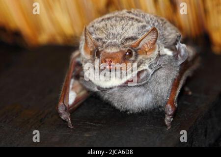 Mauritius-Grabfledermaus / Mauritian tomb bat / Taphozous mauritianus Stock Photo