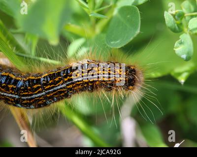 Caterpillar of the ground lackey moth (latin name: Malacosoma castrensis) in the National park Tara in western Serbia Stock Photo