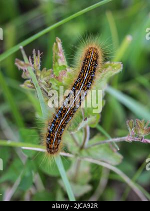 Caterpillar of the ground lackey moth (latin name: Malacosoma castrensis) in the National park Tara in western Serbia Stock Photo