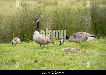 Canada geese with goslings, family, Branta canadensis. Stock Photo