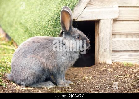 Gray bunny rabbit sitting in field illuminated by the sun near his house. Stock Photo