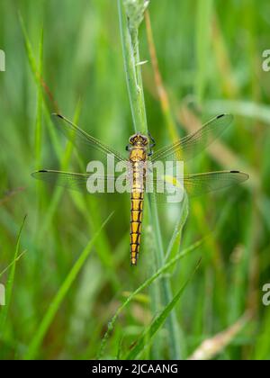 Female Common darter dragonfly aka Sympetrum striolatum seen from above. After rain so raindrops visible. Stock Photo