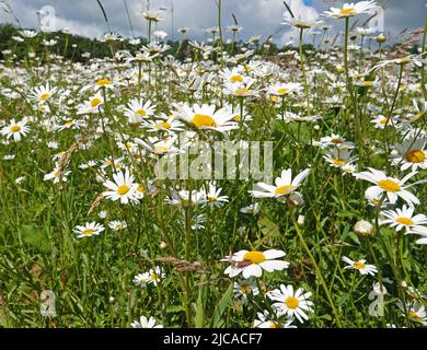 A large amount of daisies (latin name: leucanthemum vulgare)  blooming is a meadow. Seen in Uelsen, Germany Stock Photo