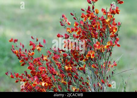 Cytisus scoparius spring blooming bush with red/ yellow blossom Stock Photo