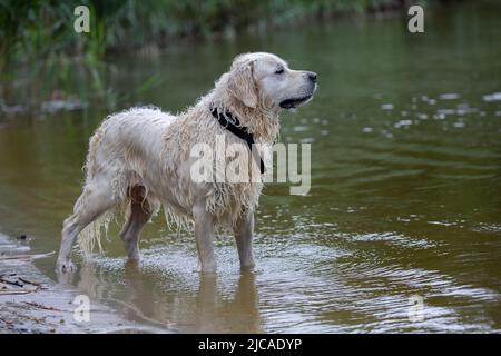 Labrador retriever wearing dog collar standing in the water Stock Photo