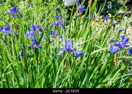 Siberian flag iris, Iris sibirica. Stock Photo