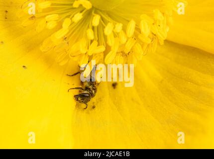 A tiny bronze furrow in a yellow poppy, covered in pollen, showing how useful the little known diversity of solitary bees is in terms of pollination. Stock Photo