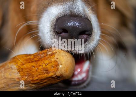 Nose and snout closeup shot of Sheltie dog chewing on stick Stock Photo