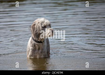 Poodle standing in the water and looking sideways Stock Photo