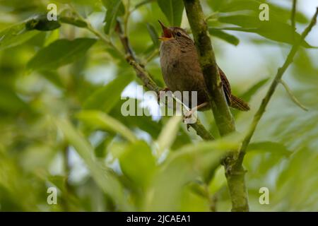 Common/ European wren singing from its perch in a bush on the Norfolk coast. Stock Photo