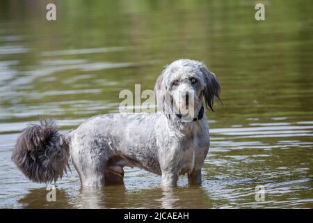 Poodle standing in the water and looking at camera Stock Photo