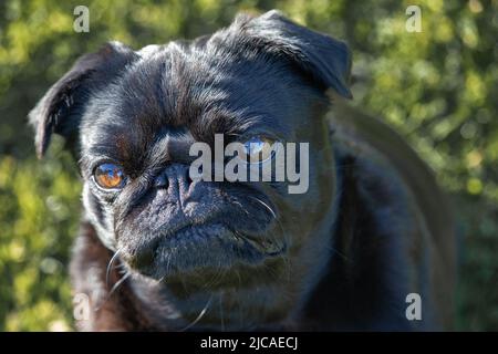 dog with shiny eyes looking at camera. pug head closeup. Stock Photo