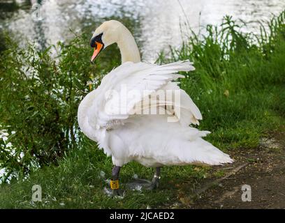 White swan "Cygnus olor" lifts its wings displaying feathers plumage. Rear view wild bird with side head profile. Grand Canal, Dublin, Ireland Stock Photo