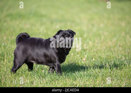 Small black pug in the grass looking up at the camera Stock Photo